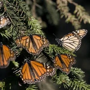 Mexico-Monarch-Butterfly Mexico-Monarch-Butterfly