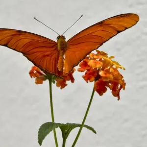 Mexico-Nature-Butterflies Mexico-Nature-Butterflies
