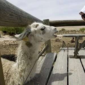 Mideast-Israel-Lamas-Toursim