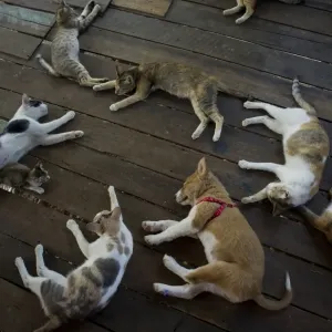 Myanmar-Lifestyle-Animals