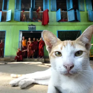Myanmar Print: Young Buddhist Monks and a Cat at an Old Yangon Monastery Myanmar Print: Young Buddhist Monks and a Cat at an Old Yangon Monastery