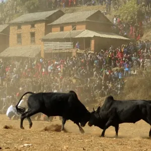 Nepal-Animal-Bull Fight Nepal-Animal-Bull Fight