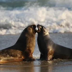 New Zealand-Animal-Feature-Seals New Zealand-Animal-Feature-Seals