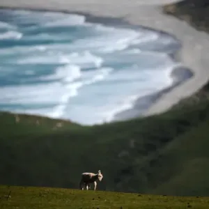 New Zealand Print: Lambs in a Field near Cape Sanders New Zealand Print: Lambs in a Field near Cape Sanders