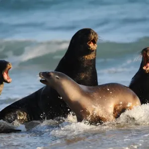 New Zealand-Animal-Seals New Zealand-Animal-Seals