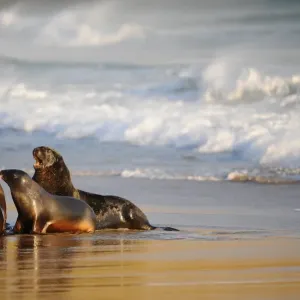 New Zealand-Animals-Sea Lions New Zealand-Animals-Sea Lions