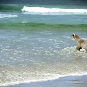 New Zealand-Dunedin-Sea Lion New Zealand-Dunedin-Sea Lion