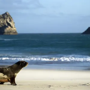 New Zealand-Feature-Sea Lion New Zealand-Feature-Sea Lion