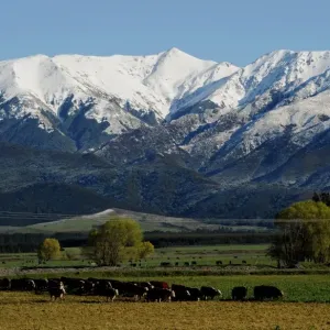 New Zealand Print: Snow-Capped Mountains and Grazing Cows New Zealand Print: Snow-Capped Mountains and Grazing Cows