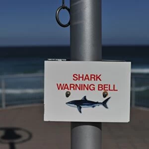 New Zealand-Shark-Offbeat