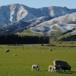 New Zealand Print: Lambs in Snow-Capped Mountains near Hanmer Springs New Zealand Print: Lambs in Snow-Capped Mountains near Hanmer Springs