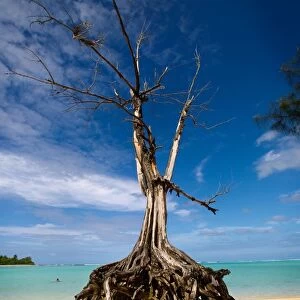Pacific-Raritonga-Tree