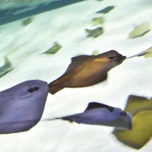 Pacific skates swim at the Ocearium in Le Croisic, western France, on December 6, 2016