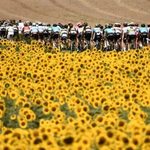 Print of cyclists in sunflower fields Print of cyclists in sunflower fields