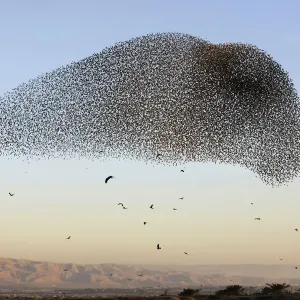 Print of Starlings in the Jordan Valley