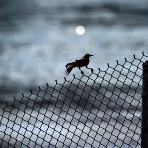 Panama-Animals-Birds-Feature Panama-Animals-Birds-Feature