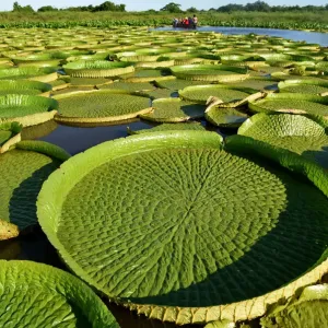 Paraguay-Nature-Water Lily-Victoria