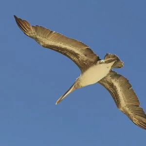 Pelican at Floreana island