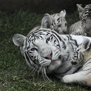 Peru-Animals-White Bengal Tigers