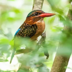 Philippines-Birds-Animal-Nature Philippines-Birds-Animal-Nature