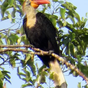 Philippines-Environment-Birds-Animal-Nature Philippines-Environment-Birds-Animal-Nature
