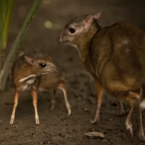 A picture taken on April 25, 2014 shows a Java mouse-deer cub, one of the world s A picture taken on April 25, 2014 shows a Java mouse-deer cub, one of the world s