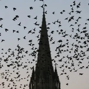 Pigeons fly over the northwestern city of Caen on October 8, 2015 Pigeons fly over the northwestern city of Caen on October 8, 2015