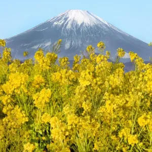 Rape Blossoms in full bloom, Mount Fuji