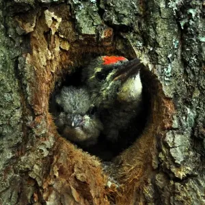 Russia-Birds-Feature Russia-Birds-Feature