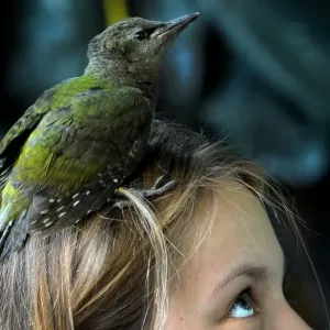Print of a grey-headed woodpecker nestling perched on a girl's head Print of a grey-headed woodpecker nestling perched on a girl's head