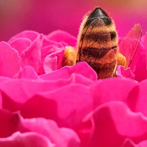 Russia-Flower-Bee-pink