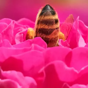 Russia Print: A Bee Collects Nectar from a Rose Bush Russia Print: A Bee Collects Nectar from a Rose Bush