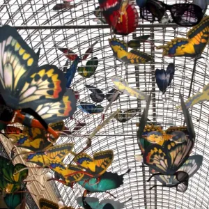 Animal Prints: Butterflies