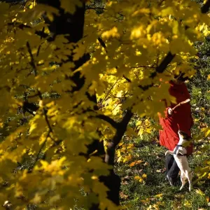 Russia-Weather-Feature-Dog