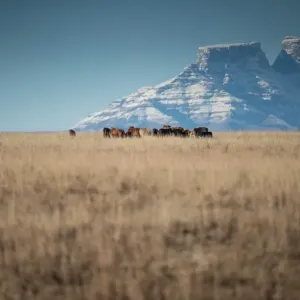 Safrica-Weather-Snow