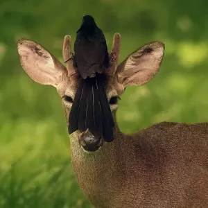 Print of a Deer with a Bird on its Head Print of a Deer with a Bird on its Head