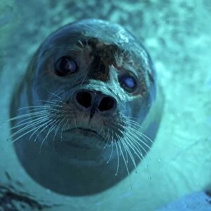 Serbia-Animal-Seal-Zoo