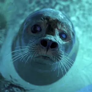 Serbia-Animal-Seal-Zoo Serbia-Animal-Seal-Zoo