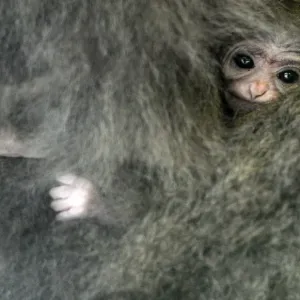 Silvery gibbon Alangalang holds her one week old baby Silvery gibbon Alangalang holds her one week old baby