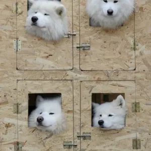 Slovakia Sled Dog Print Slovakia Sled Dog Print