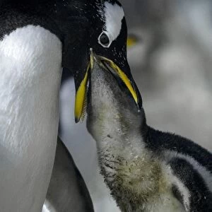 Spain-Animals-Faunia-Penguin