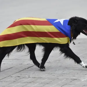 Print of a dog draped in a pro-independence Catalan flag Print of a dog draped in a pro-independence Catalan flag