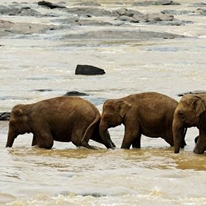 Sri Lanka - Wildlife - Elephants