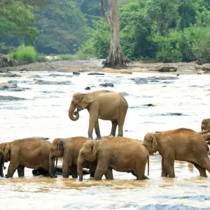 Elephants
