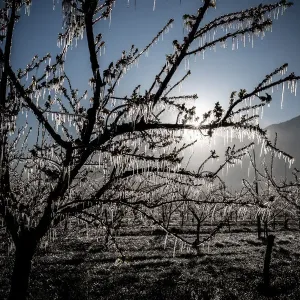 SWITZERLAND-AGRICULTURE-WEATHER-NATURE