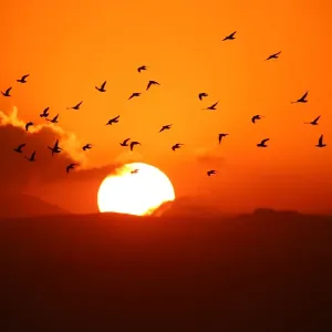 Syria Print - Birds in Flight at Sunset Syria Print - Birds in Flight at Sunset