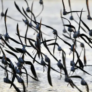 Taiwan-Wildlife-Birds Taiwan-Wildlife-Birds