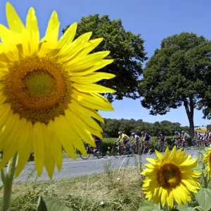 Print of cyclists near sunflowers during the 2003 Tour de France
