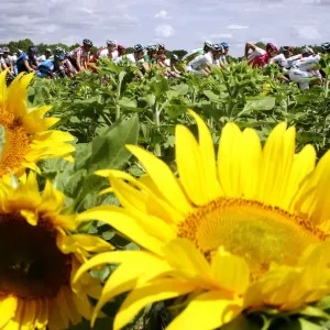 Tdf2004-Sunflowers
