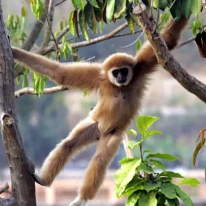 Thailand-Kenya Wildlife Print of a Monkey Swinging in a Tree